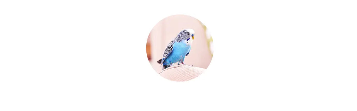 Bird Cleaning Waste