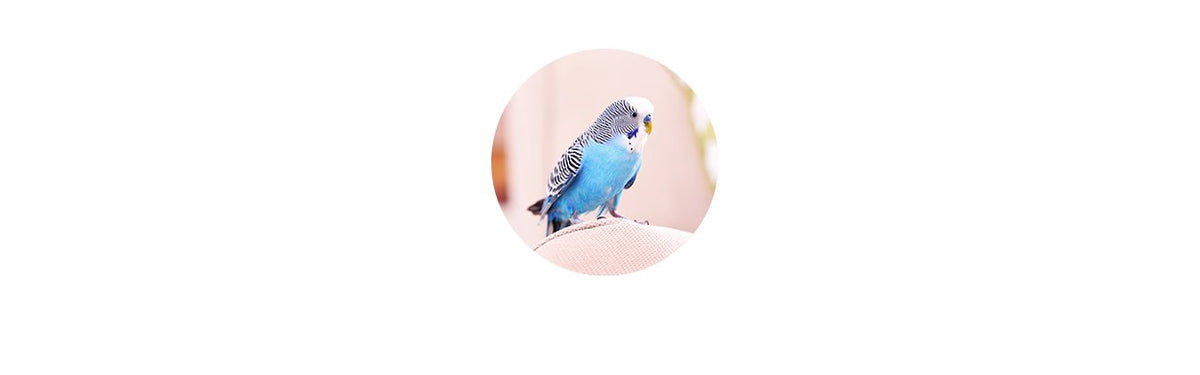 Bird Food