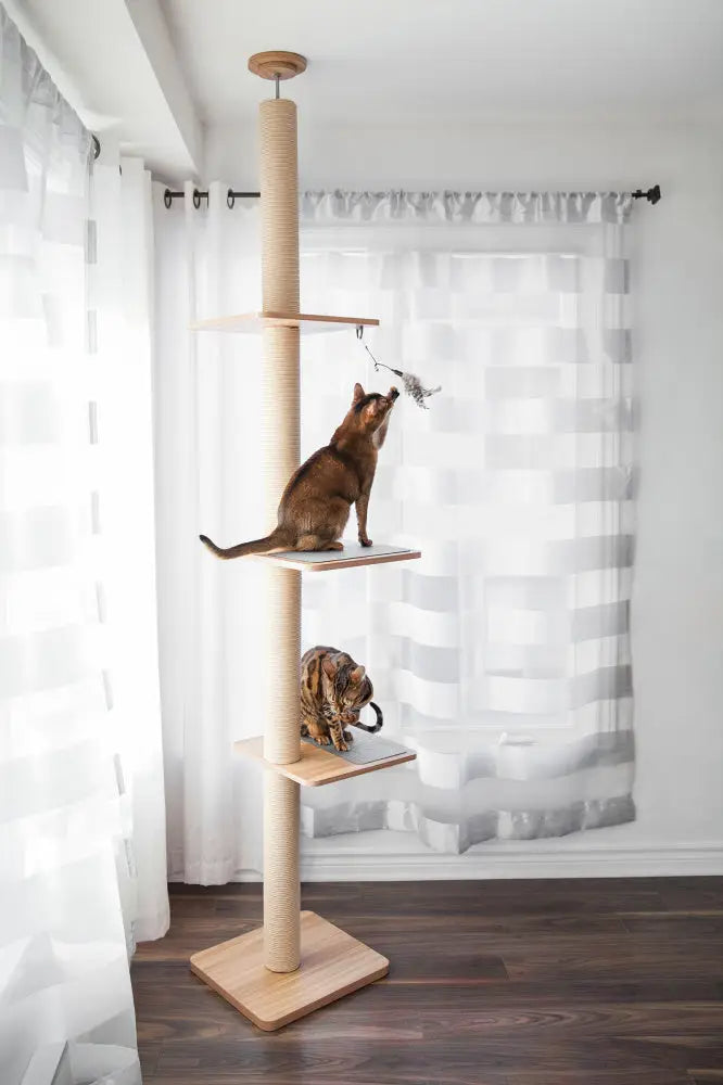 Cat Beds Trees Furniture