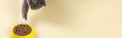 Cat Food