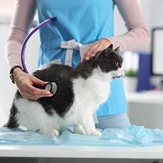 Cat Medications
