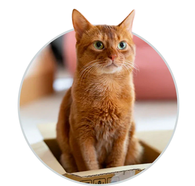 Cat Products