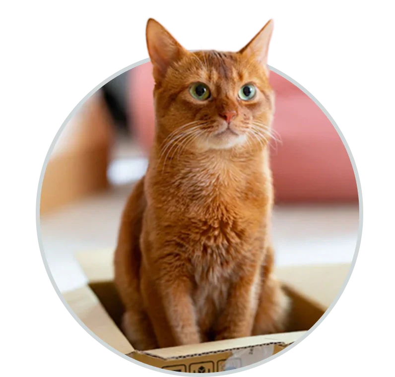 Cats – Discount Pets
