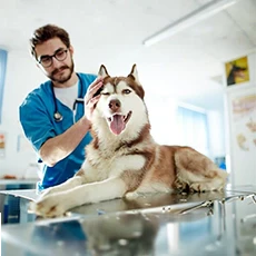 Dog Medications