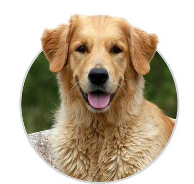 Dog Products