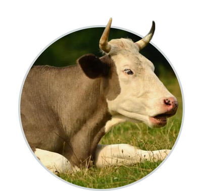 Farm Animal Products