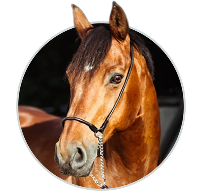 Horse Products
