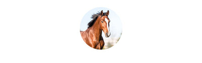 Horse Supplements Vitamins