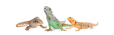 Reptile Health Care
