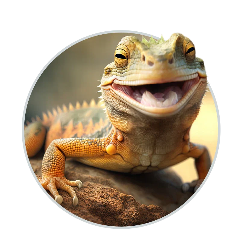 More Pets – Discount Pets