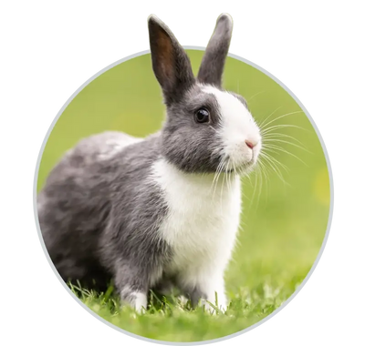 Small Pet Products