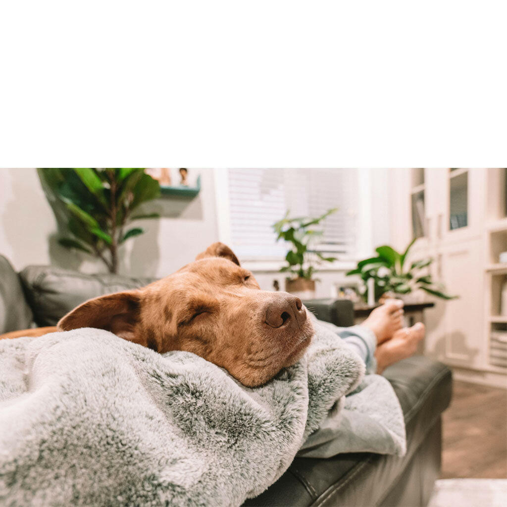 4 Cats & Dogs Pixie Throw Faux Fur, 50x60"