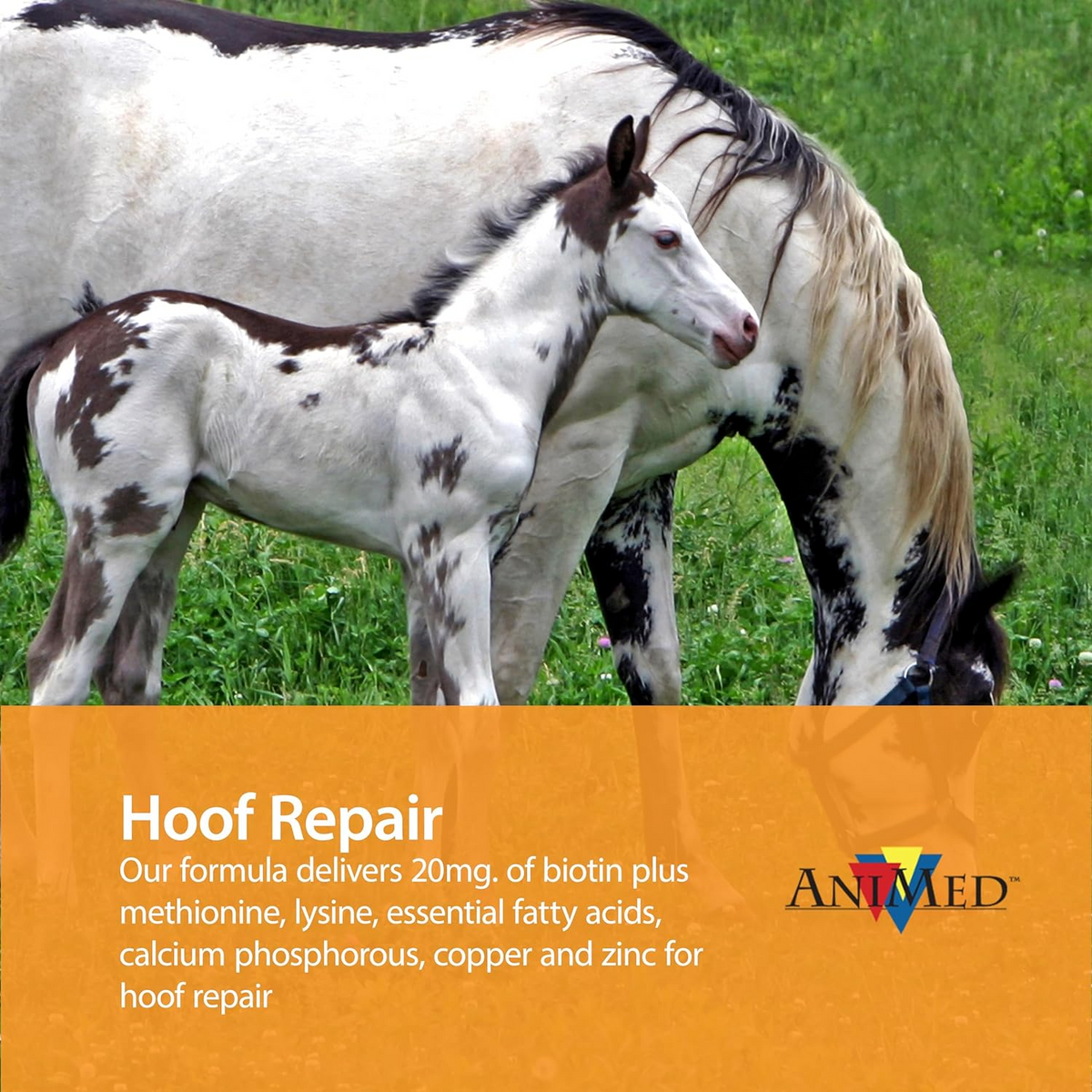 AniMed Remission For Horses