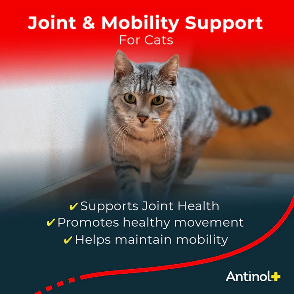 Antinol+ Plus Enhanced Daily Joint and Mobility Support for Cats, 30 Soft Gels