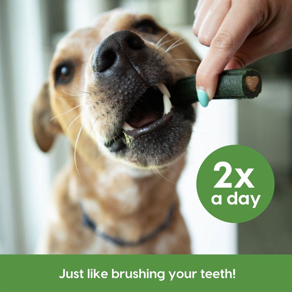 Ark Naturals Brushless Toothpaste Dental Chews 4-in-1 for Large Dogs, 40-count