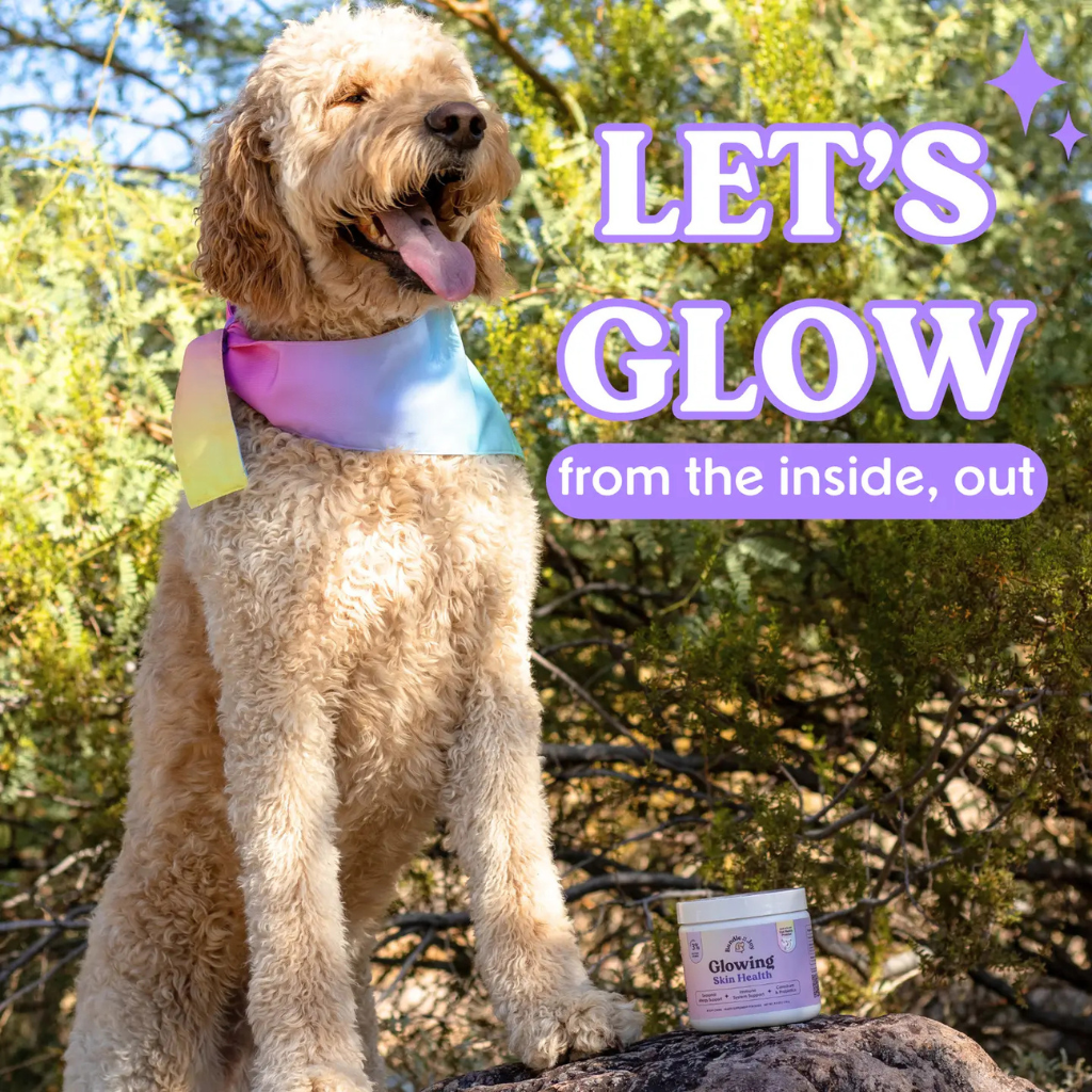 Bundle x Joy Glowin Skin Health Supplement for Dogs (90 soft chews)