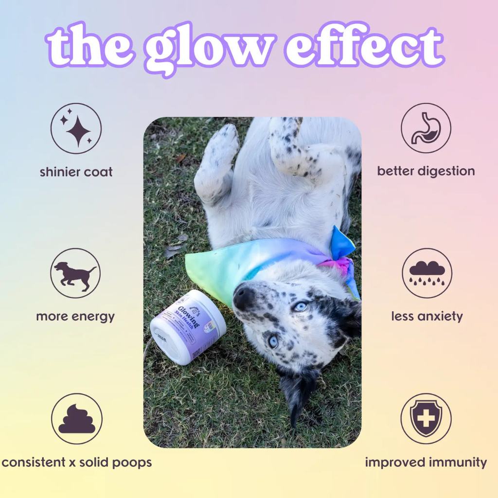 Bundle x Joy Glowin Skin Health Supplement for Dogs (90 soft chews)