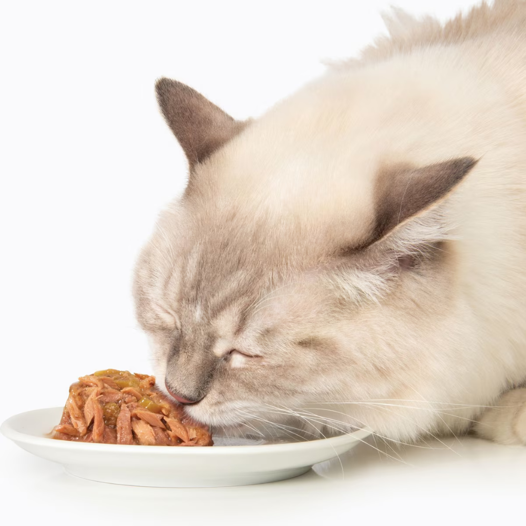 Catit Fish Dinner with Salmon & Green Beans Wet Cat Food (2.8 oz)