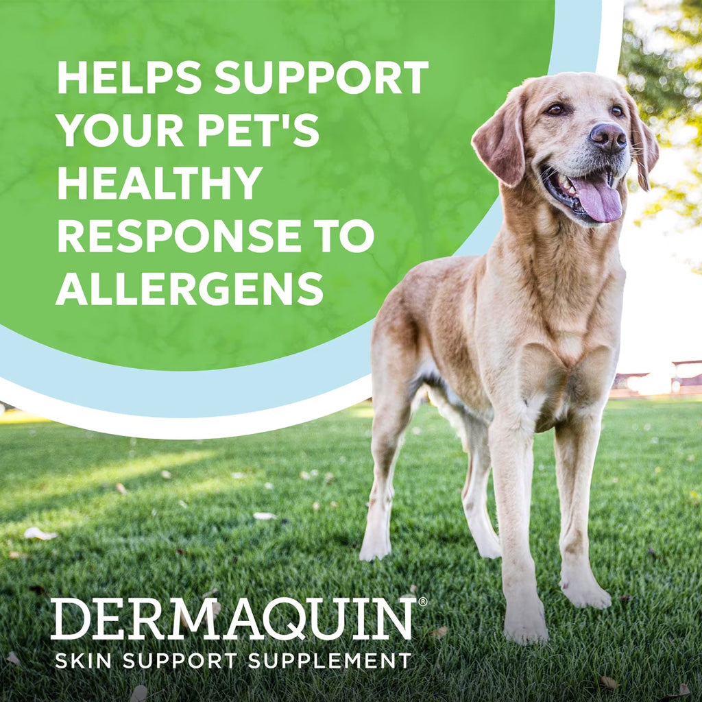 Dermaquin Soft Chews Skin Support Supplement for Dogs & Cats, 60-count