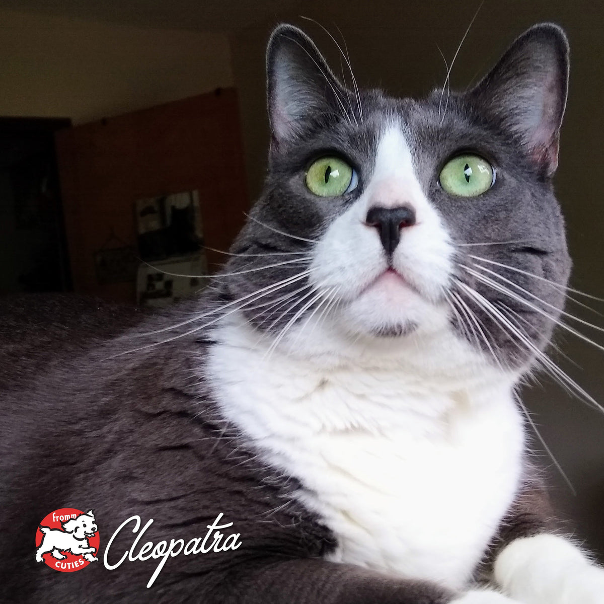 Fromm Four-Star Shredded Chicken in Gravy Entree Wet Food for Cats