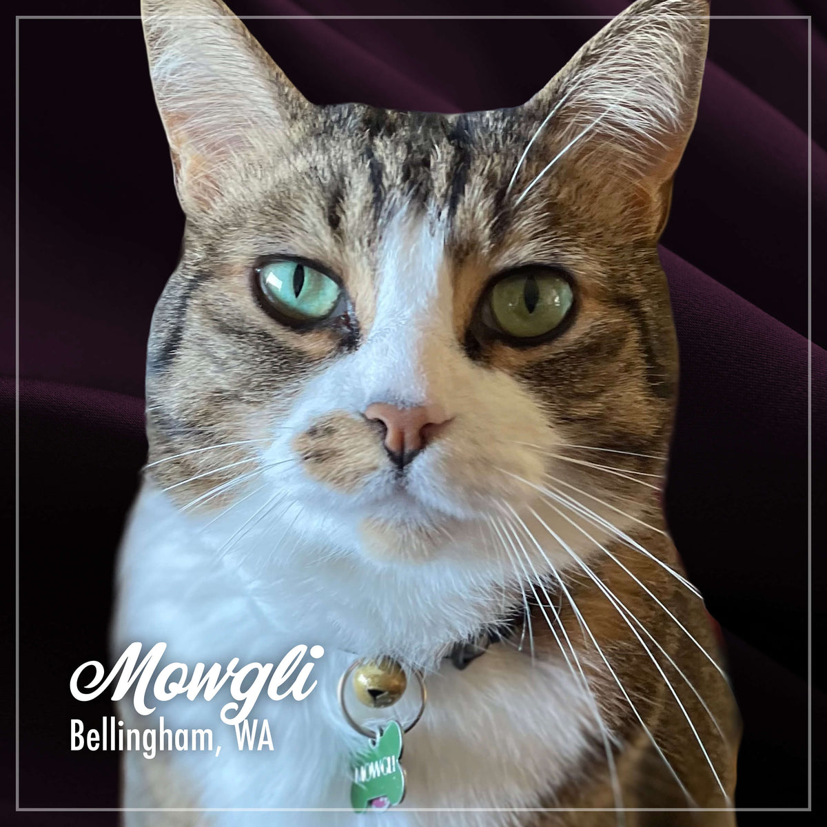 Fromm PurrSnickitty Salmon Splendor Cat Food