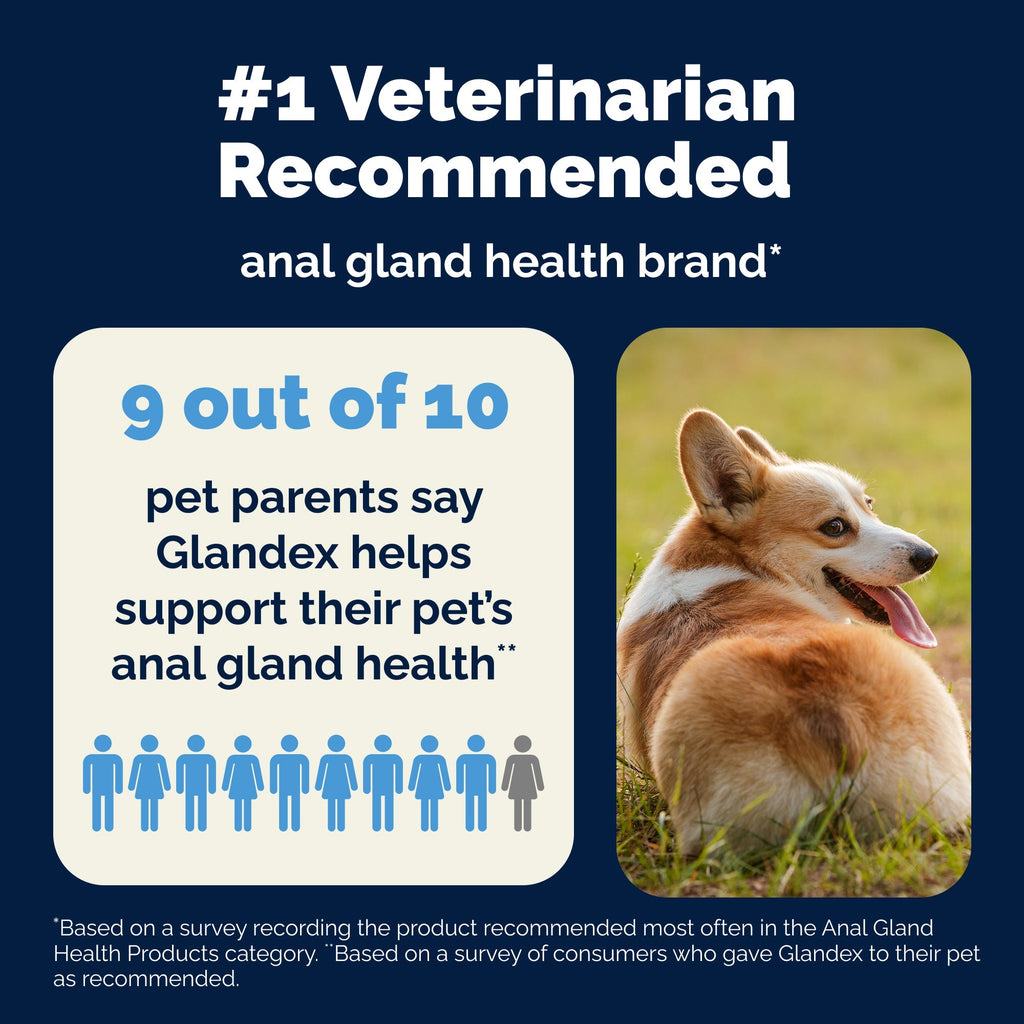 Glandex Anal Gland Support Peanut Butter Soft Chews for Dogs