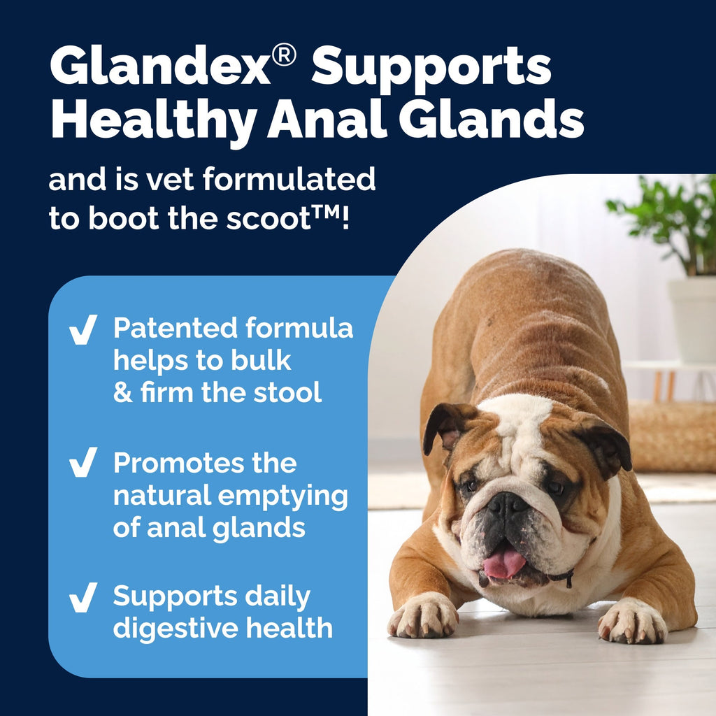 Glandex Anal Gland Support Peanut Butter Soft Chews for Dogs