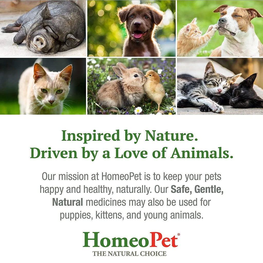 HomeoPet Doggy Dental, 15-ml