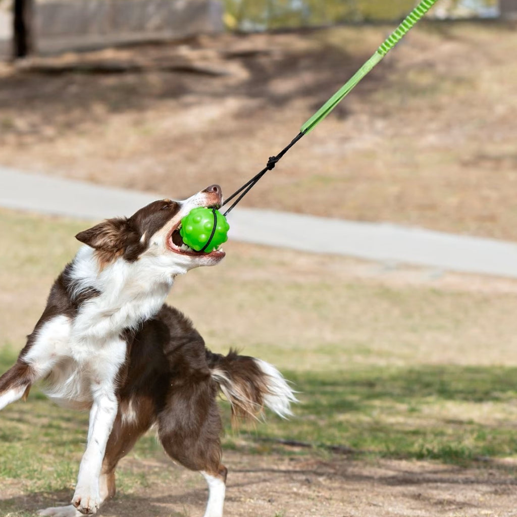 Jolly Pet Tree Tugger Toy For Dogs