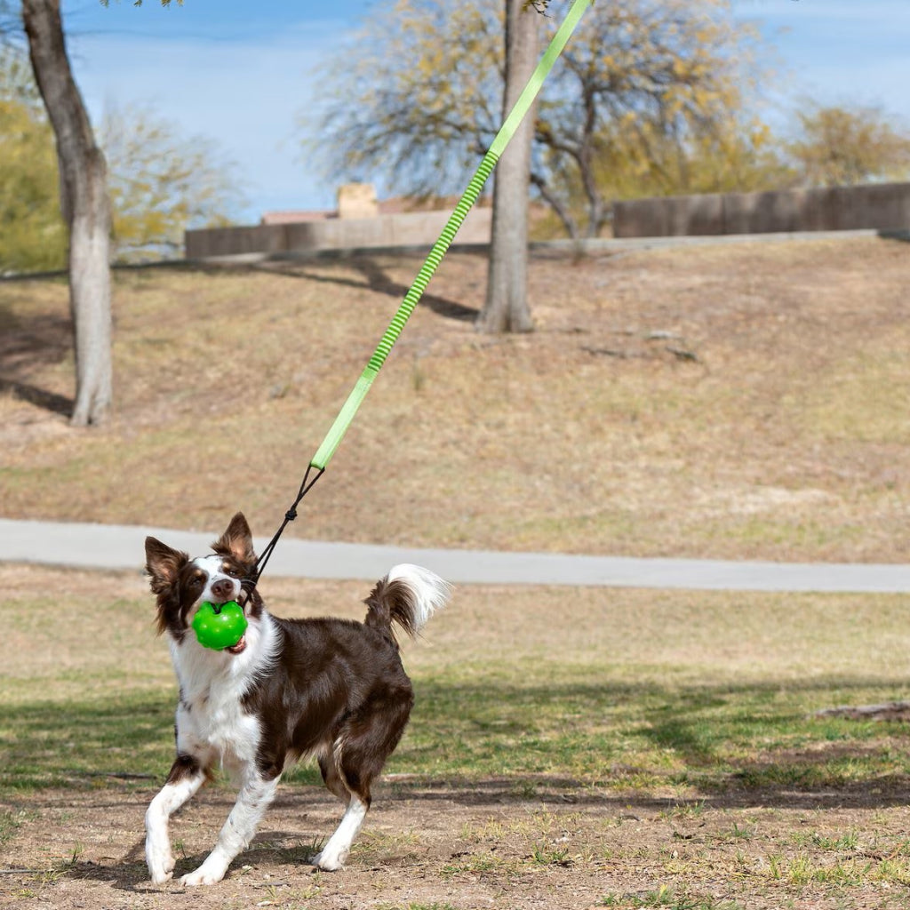 Jolly Pet Tree Tugger Toy For Dogs