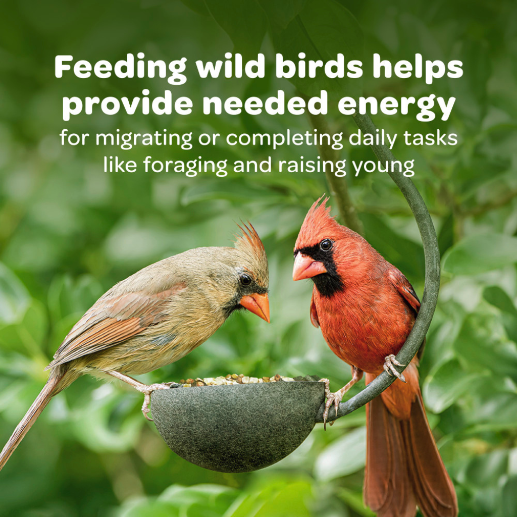 Kaytee Songbird Treat Bell for Wild Birds (13 oz)
