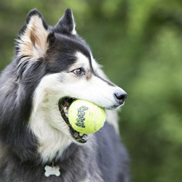 KONG Air Squeaker Tennis Balls for Dogs