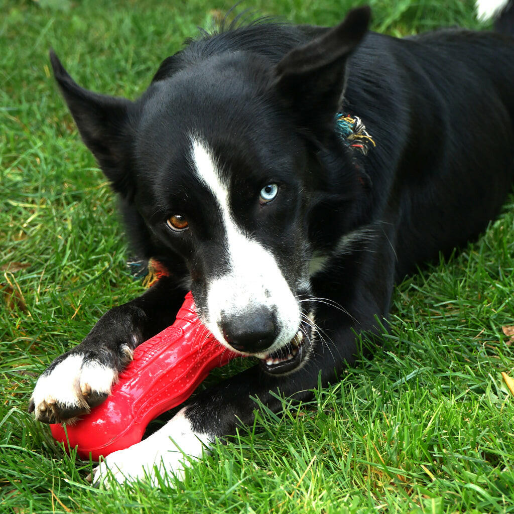 Kong Beezles Bone Toy For Dogs, Large (assorted colors)