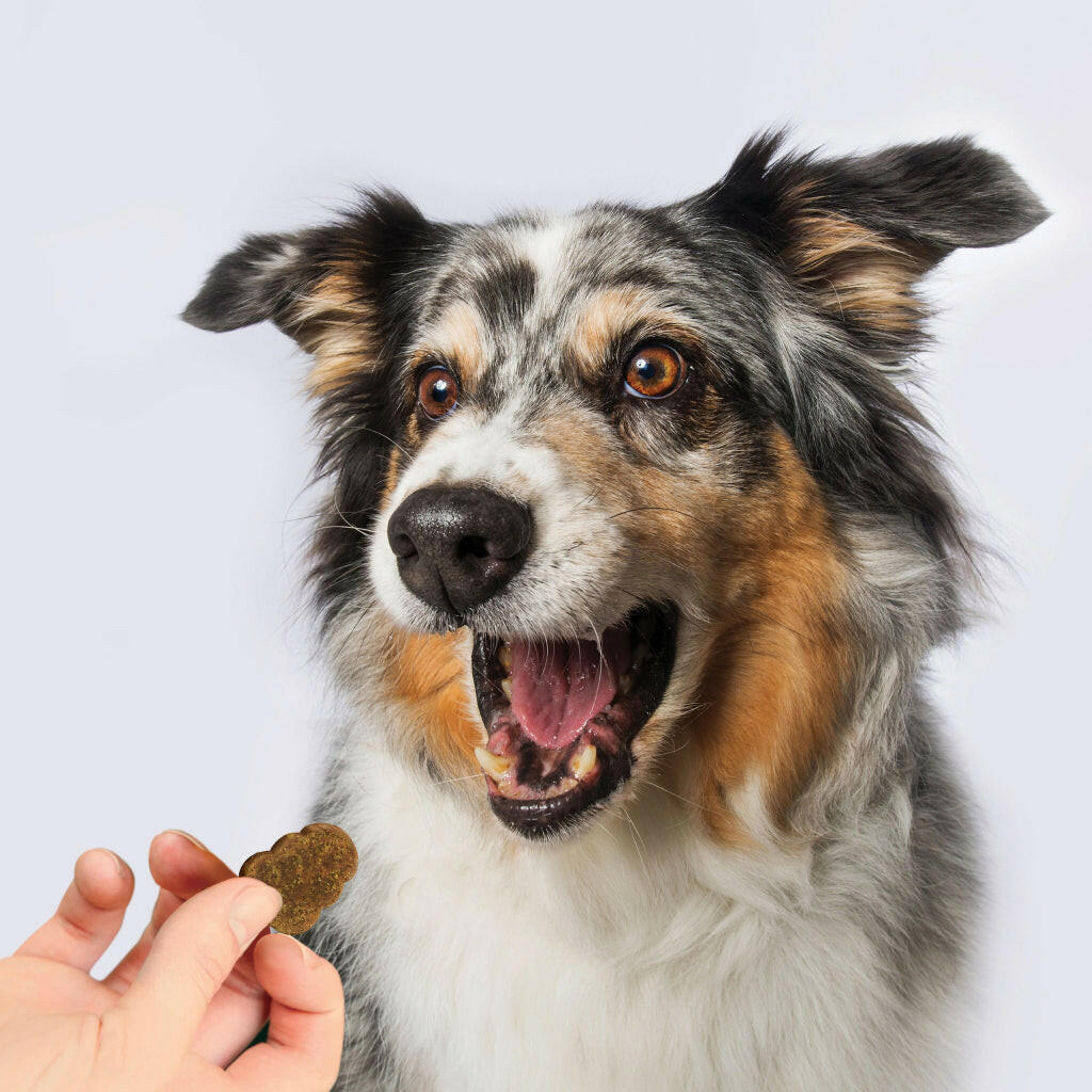 Kong Mobility Chews for Dogs