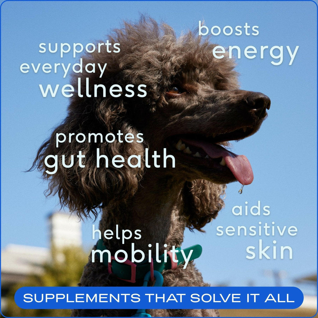 Native Pet The Daily Powder Supplement 11-in-1 Multivitamins for Dogs