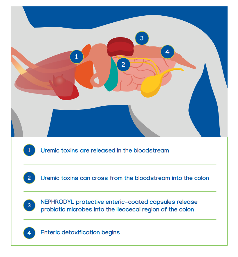 Nephrodyl Synbiotic Capsules Kidney Support for Dogs & Cats (60 capsules)