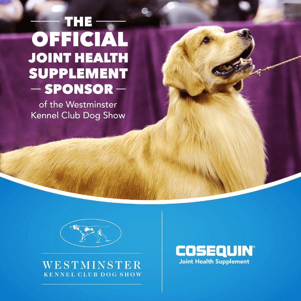 Nutramax Cosequin Senior Joint Health Supplement for Senior Dogs - With Glucosamine, Chondroitin, Omega-3 for Skin and Coat Health and Beta Glucans for Immune Support