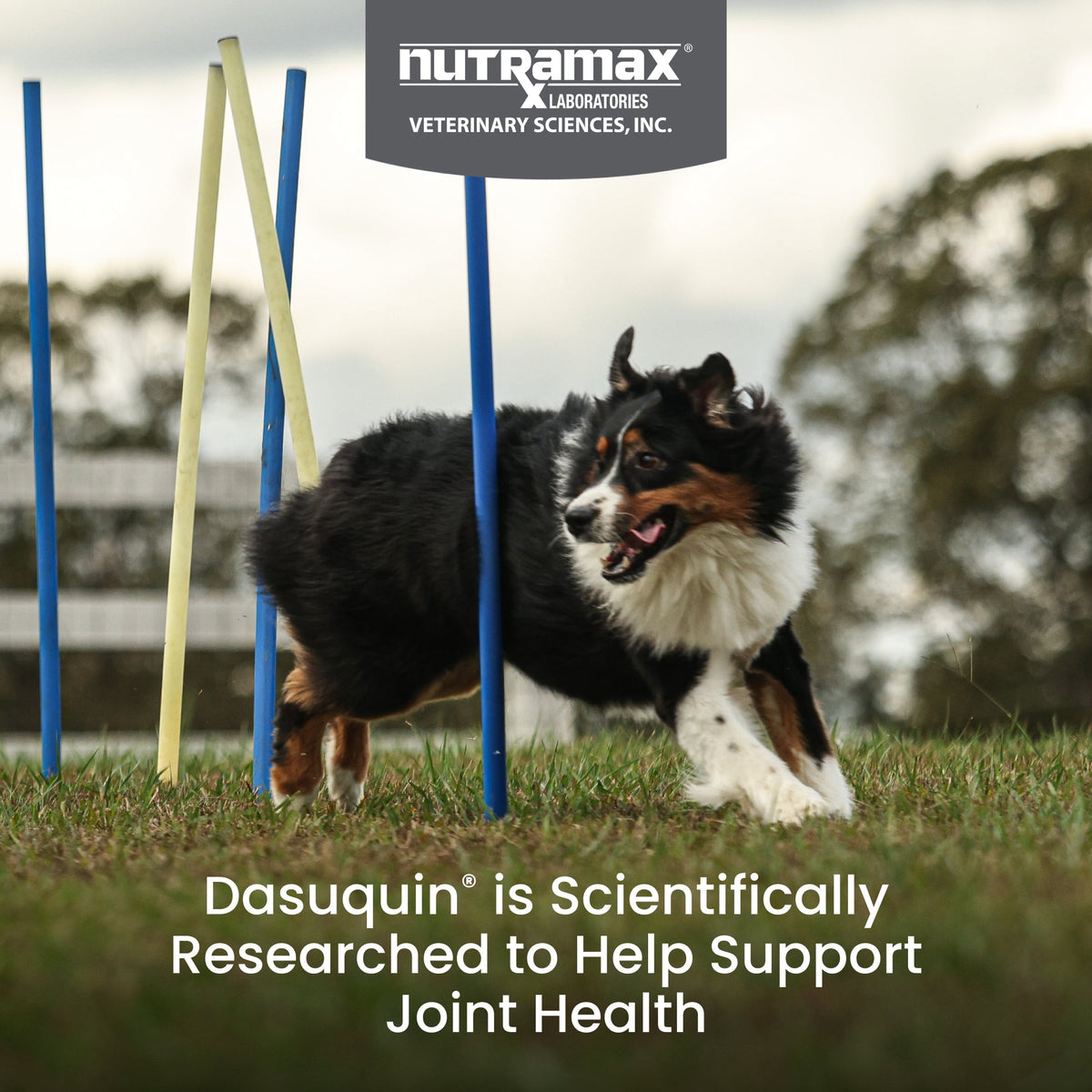 Nutramax Dasuquin Joint Health Supplement for Large Dogs - With Glucosamine, Chondroitin, ASU, MSM, Boswellia Serrata Extract, Green Tea Extract, Soft Chews