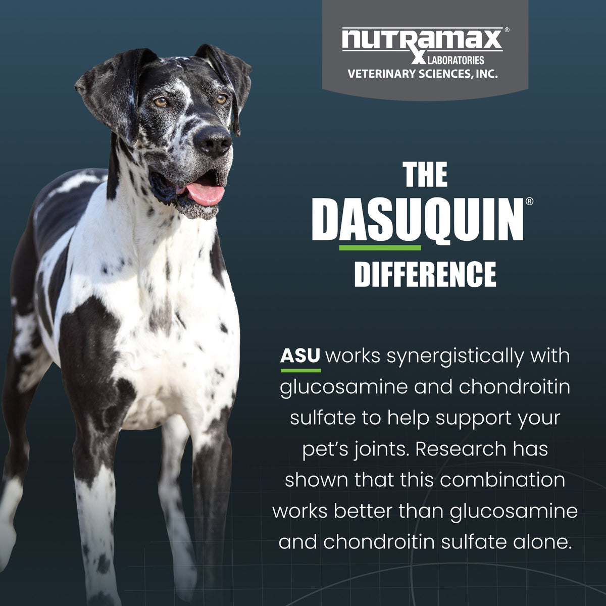 Nutramax Dasuquin Joint Health Supplement for Large Dogs - With Glucosamine, Chondroitin, ASU, MSM, Boswellia Serrata Extract, Green Tea Extract, Soft Chews