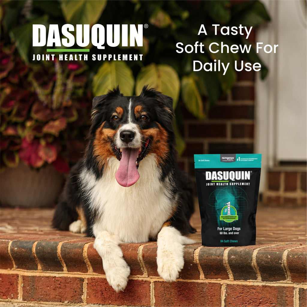 Nutramax Dasuquin Joint Health Supplement for Large Dogs - With Glucosamine, Chondroitin, ASU, Boswellia Serrata Extract, and Green Tea Extract, Soft Chews