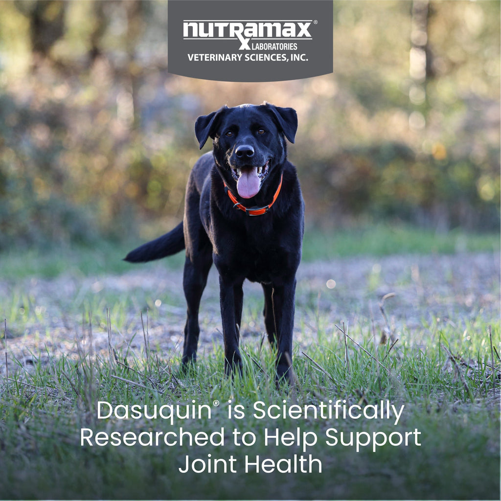 Nutramax Dasuquin Joint Health Supplement for Large Dogs - With Glucosamine, Chondroitin, ASU, Boswellia Serrata Extract, and Green Tea Extract, Soft Chews