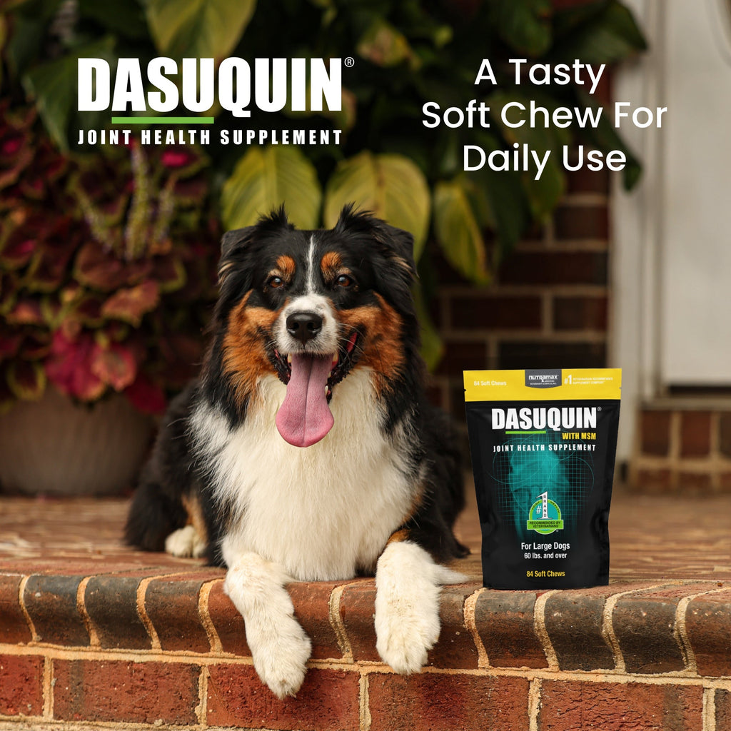 Nutramax Dasuquin Joint Health Supplement for Large Dogs - With Glucosamine, Chondroitin, ASU, MSM, Boswellia Serrata Extract, Green Tea Extract, Soft Chews