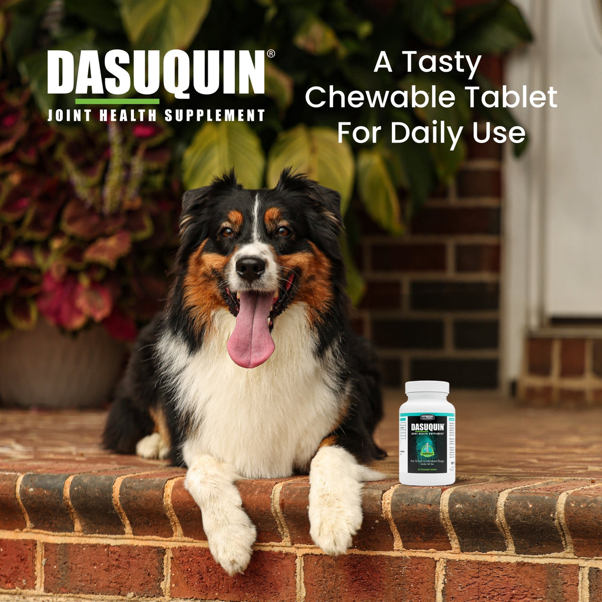 Nutramax Dasuquin Joint Health Supplement for Small to Medium Dogs - With Glucosamine, Chondroitin, ASU, Boswellia Serrata Extract and Green Tea Extract, Chewable Tablets