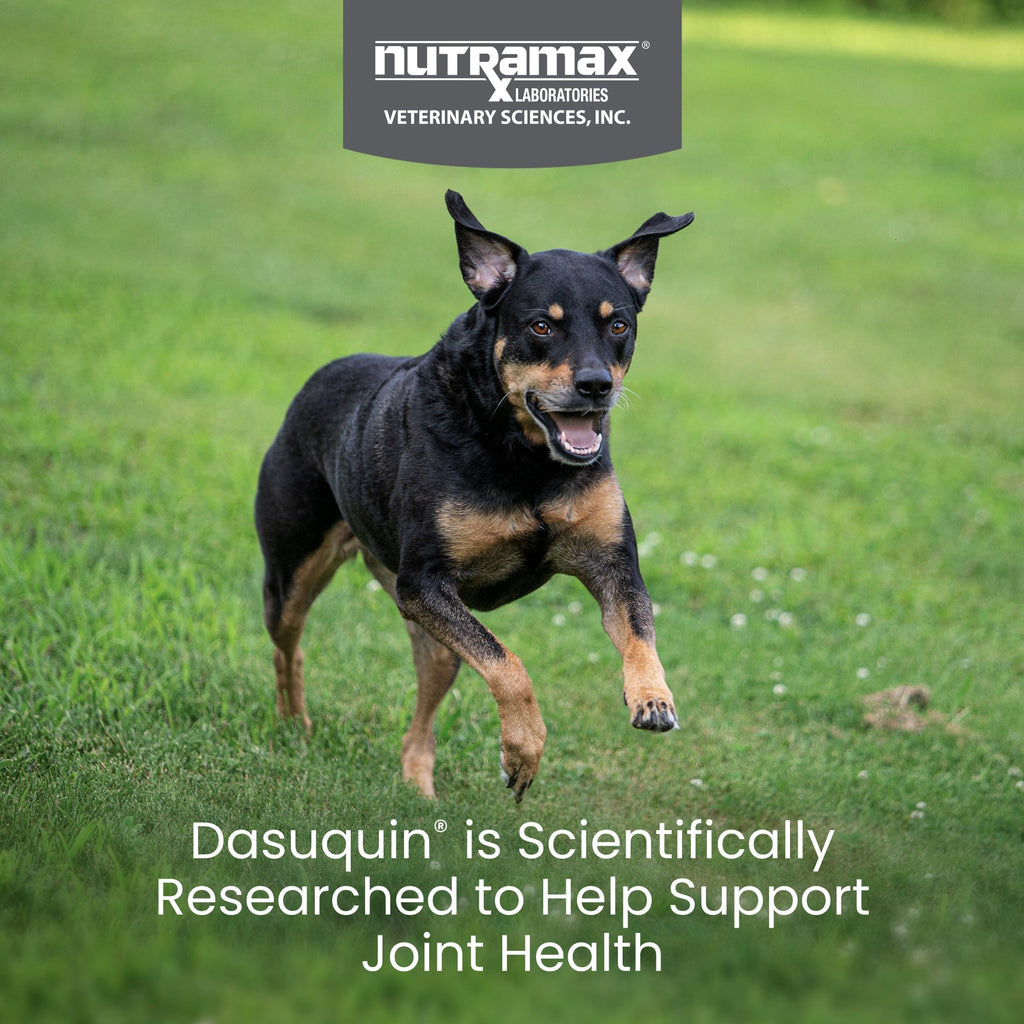 Nutramax Dasuquin Joint Health Supplement for Small to Medium Dogs - With Glucosamine, Chondroitin, ASU, Boswellia Serrata Extract, Green Tea Extract, Soft Chews