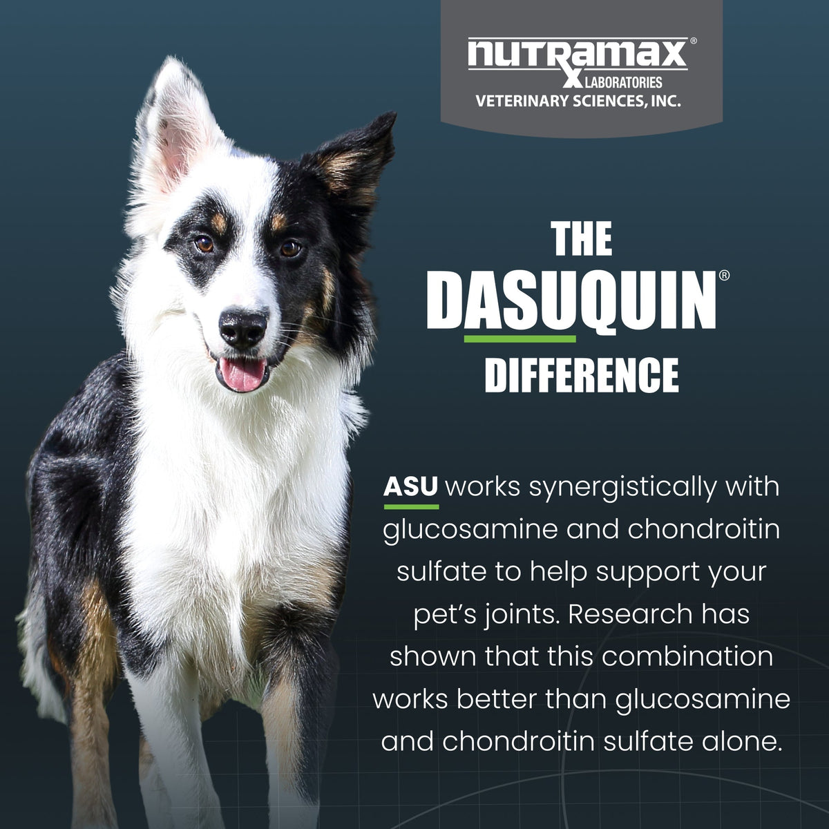 Nutramax Dasuquin Joint Health Supplement for Small to Medium Dogs - With Glucosamine, Chondroitin, ASU, Boswellia Serrata Extract, Green Tea Extract, Soft Chews