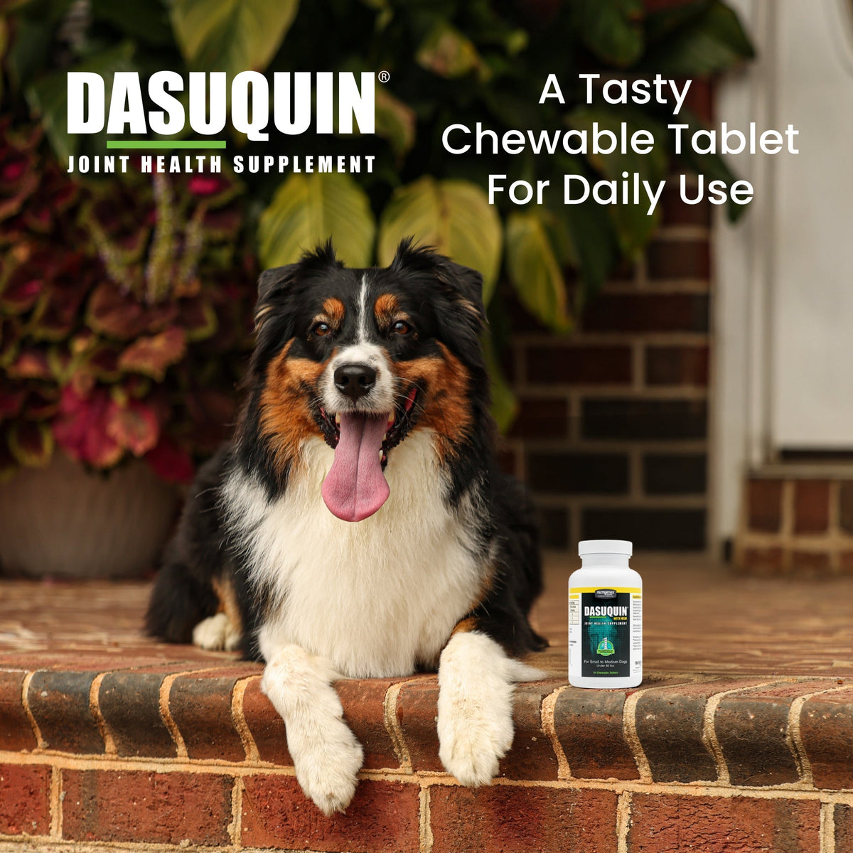 Nutramax Dasuquin Joint Health Supplement for Small to Medium Dogs - With Glucosamine, Chondroitin, ASU, MSM, Boswellia Serrata Extract, Green Tea Extract, Chewable Tablets