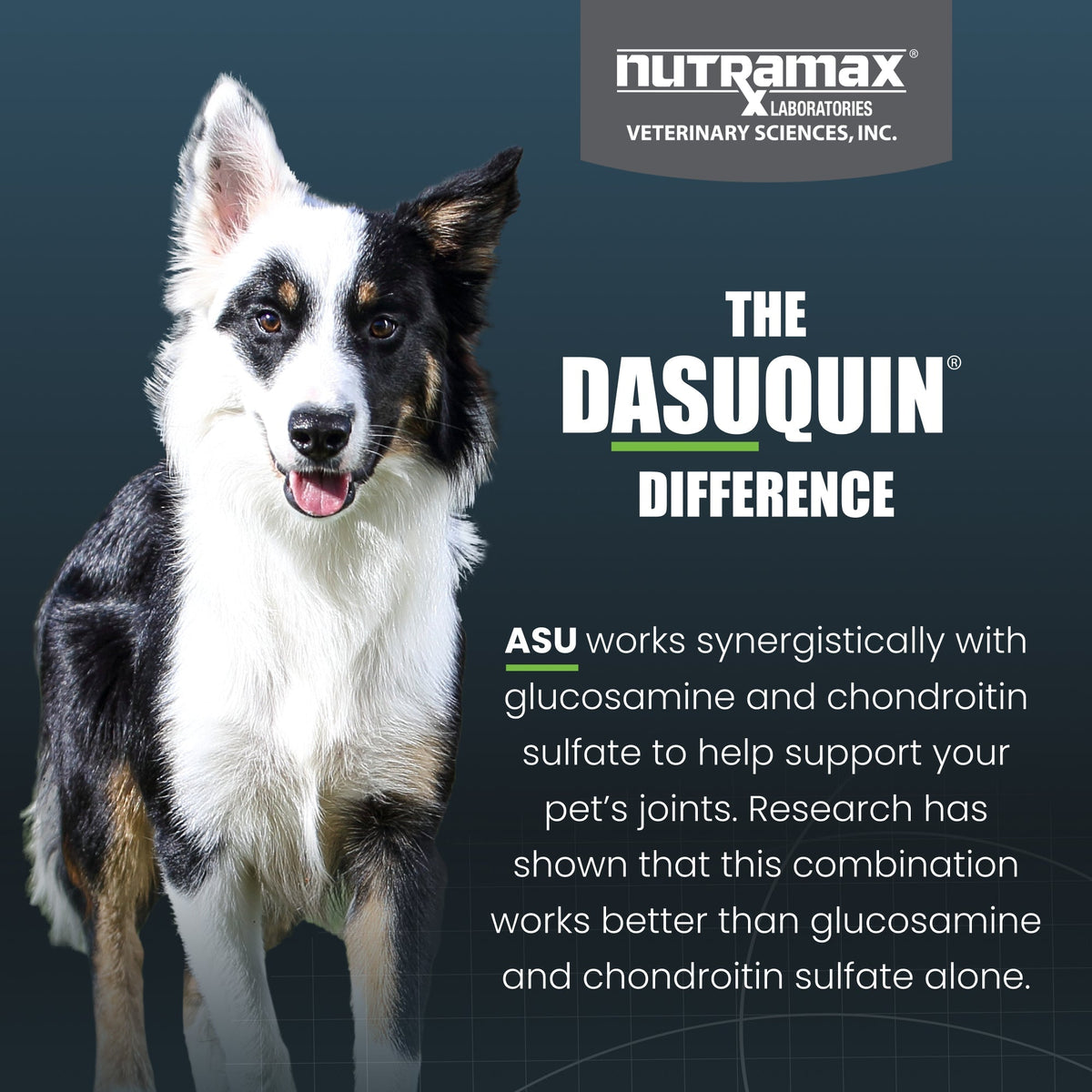 Nutramax Dasuquin Joint Health Supplement for Small to Medium Dogs - With Glucosamine, Chondroitin, ASU, MSM, Boswellia Serrata Extract, Green Tea Extract, Soft Chews