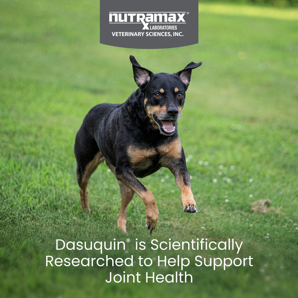 Nutramax Dasuquin Joint Health Supplement for Small to Medium Dogs - With Glucosamine, Chondroitin, ASU, Boswellia Serrata Extract and Green Tea Extract, Chewable Tablets