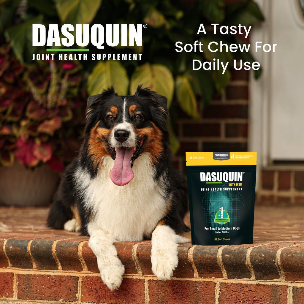Nutramax Dasuquin Joint Health Supplement for Small to Medium Dogs - With Glucosamine, Chondroitin, ASU, MSM, Boswellia Serrata Extract, Green Tea Extract, Soft Chews