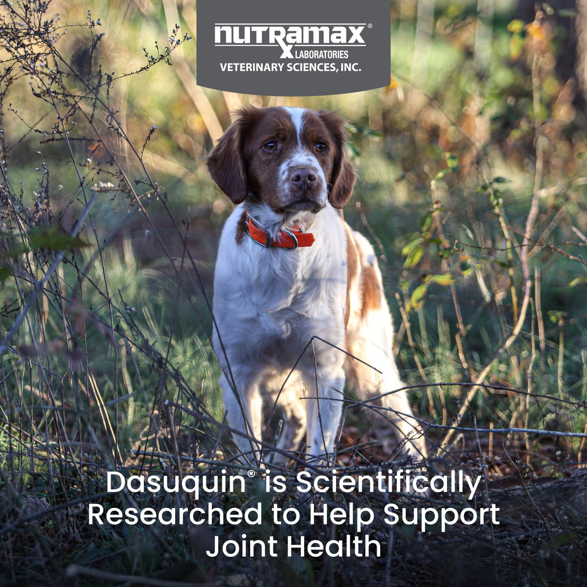 Nutramax Dasuquin Joint Health Supplement for Small to Medium Dogs - With Glucosamine, Chondroitin, ASU, MSM, Boswellia Serrata Extract, Green Tea Extract, Soft Chews